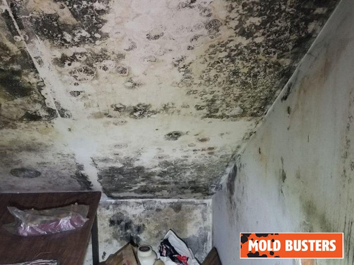 Black mold in cold storage room