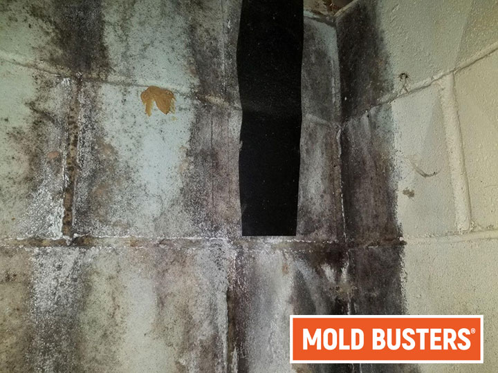 Black mold in garage