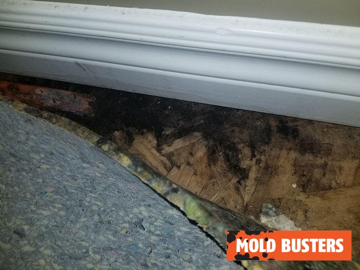 Black mold under carpet