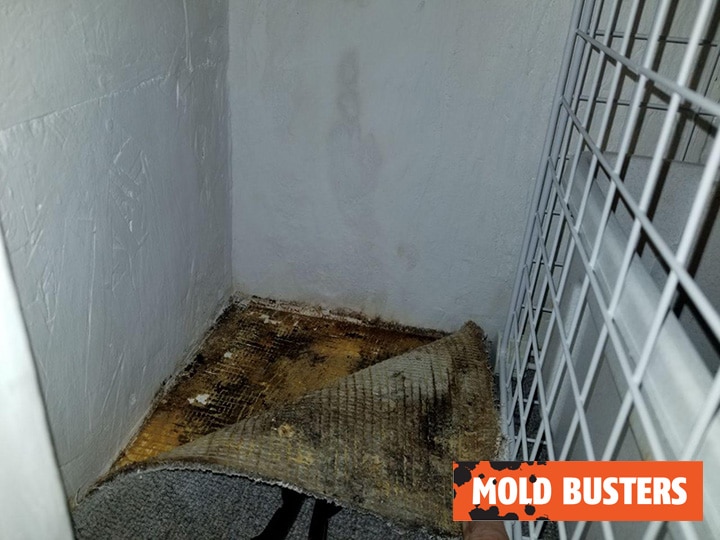 Prevent carpet mold after water damage