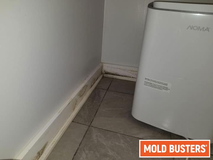 Mold Around AC