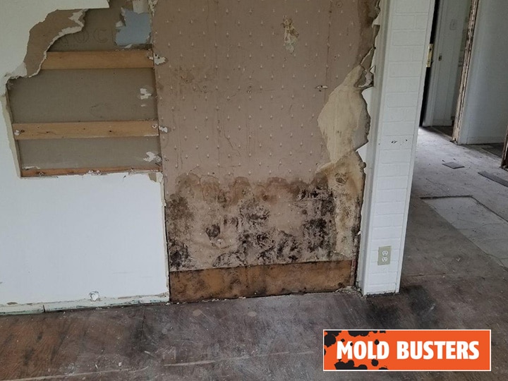 Mold growth observed in drywall and subfloor