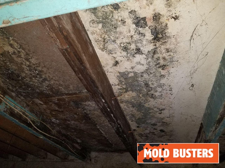 Black mold in crawl space