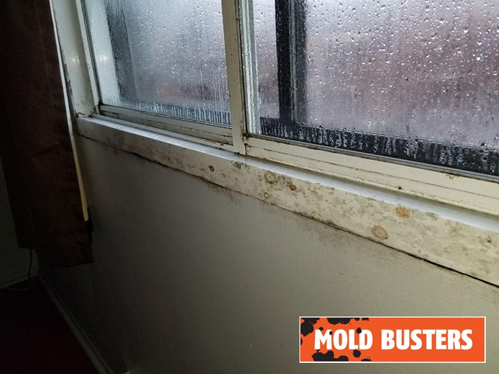 How to Clean Mold From Windows: Causes and Prevention Tips