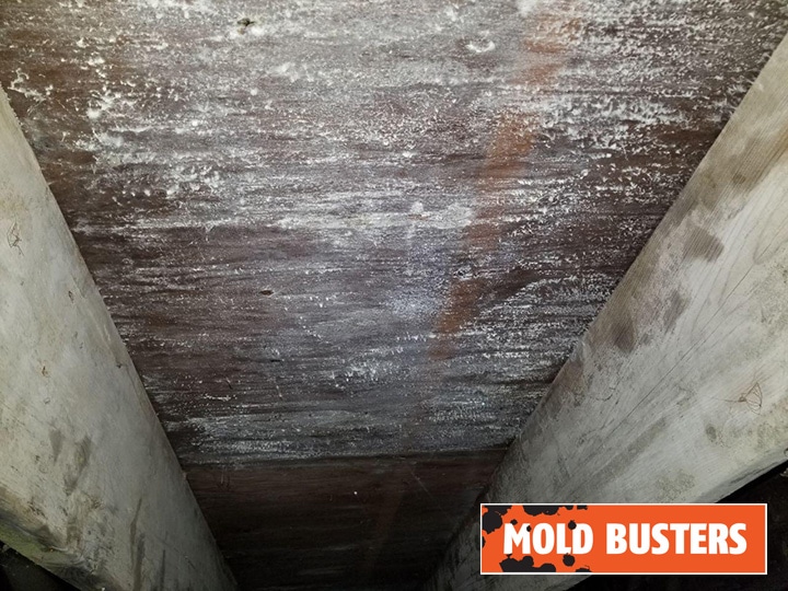 Crawl space mold removal
