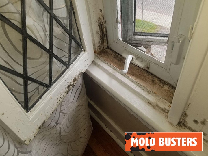 Windows mold removal