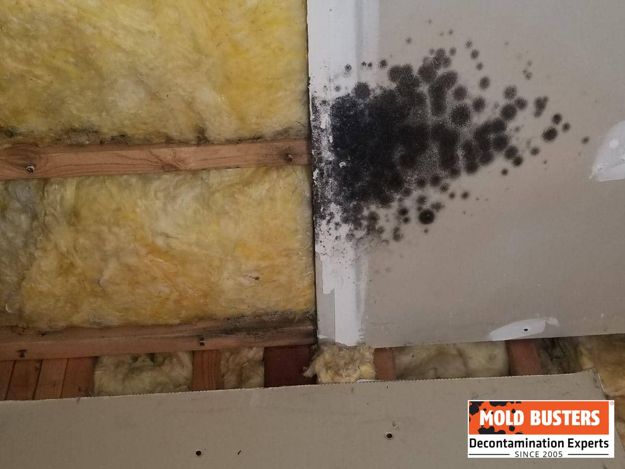 black mold moisture instrusion problem