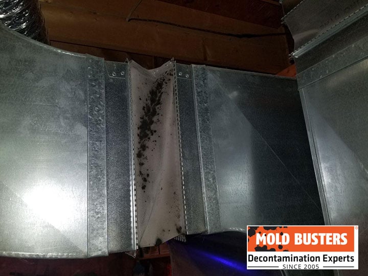 mold around air vents