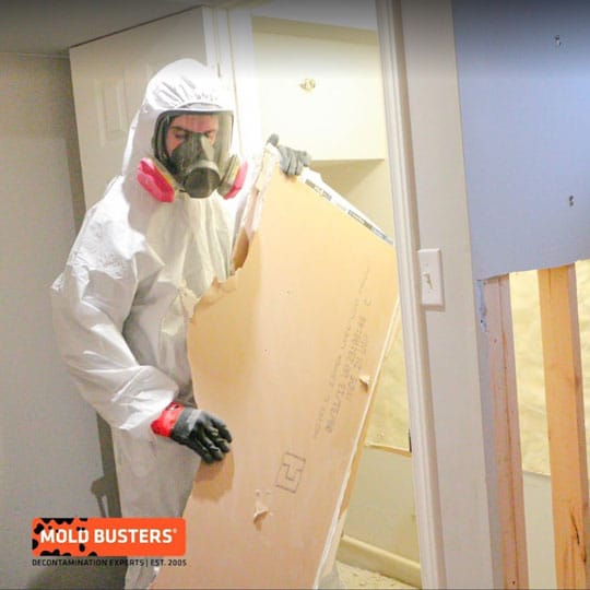 mold removal