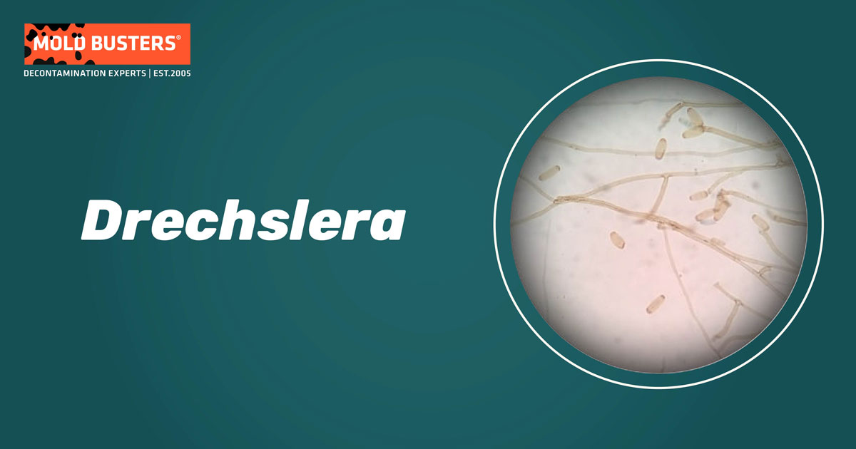 Drechslera Drechslera