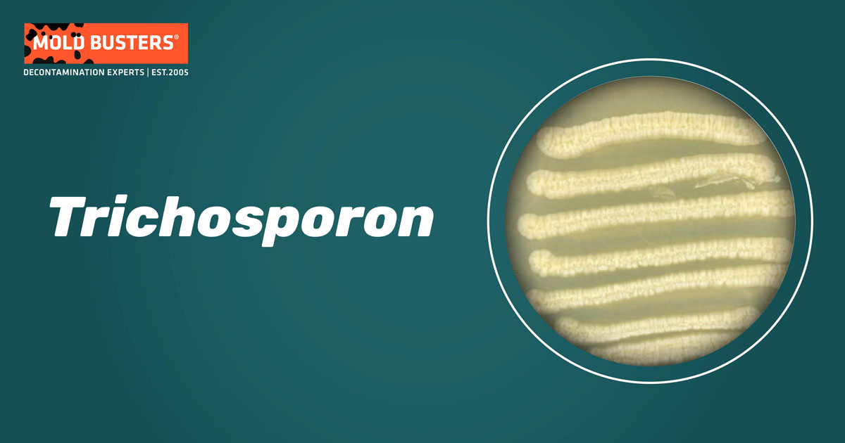 Trichosporon Trichosporon