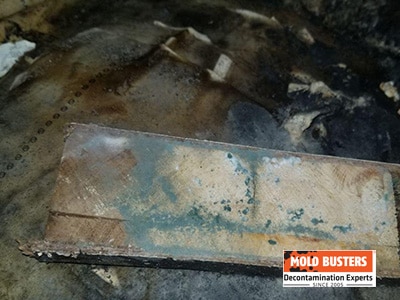green mold in basement