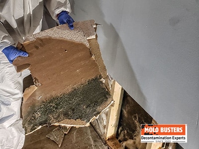 green mold on drywall