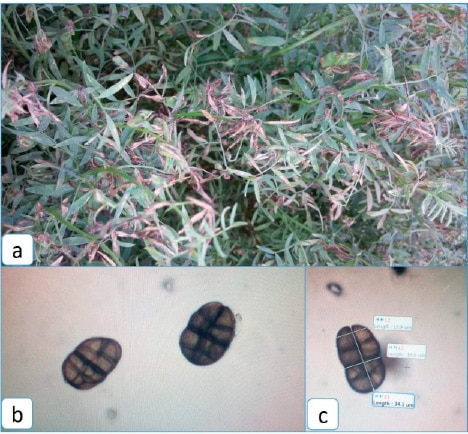 Stemphylium and microscopy of Stemphylium botryosum