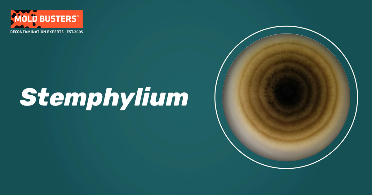 Stemphylium Stemphylium