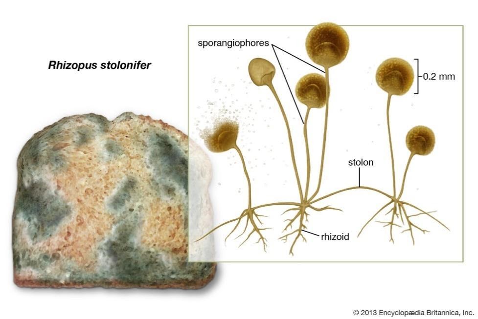 Figure 1 Rhizopus stolonifer