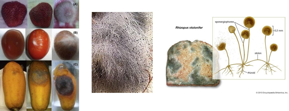 Rhizopus stolonifer