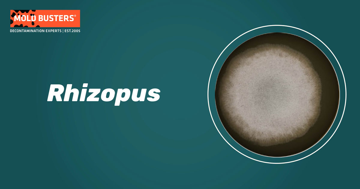 Rhizopus, Characteristics, Species & Uses