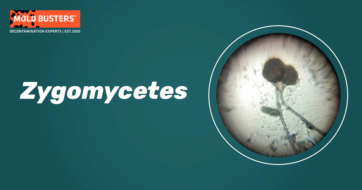 Zygomycetes Zygomycetes