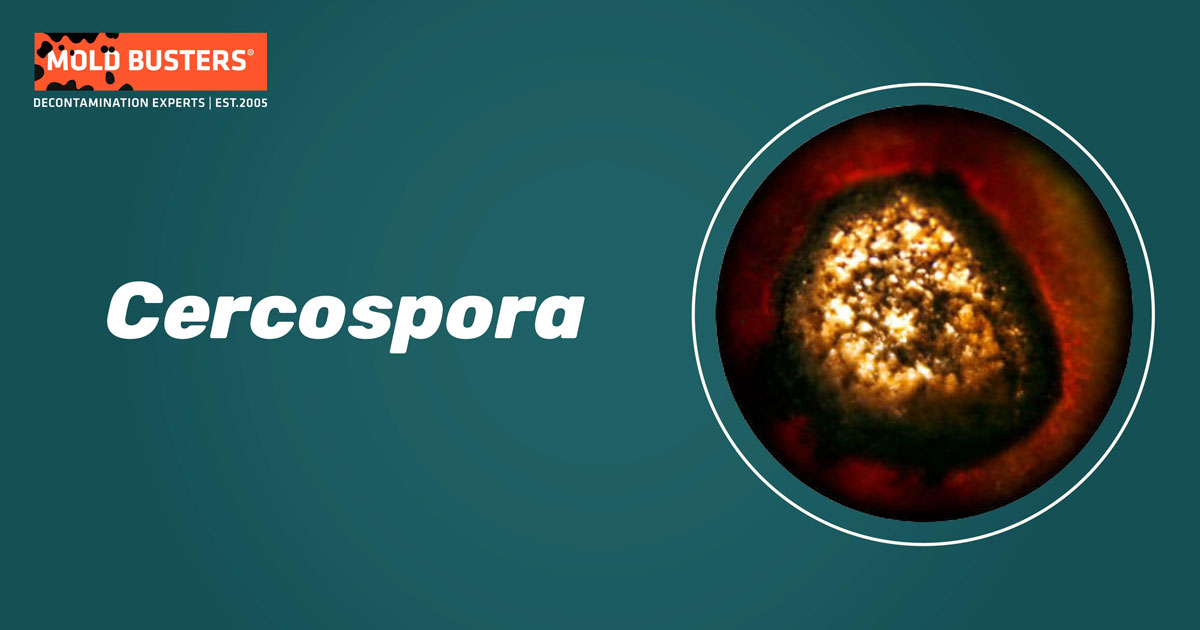 Cercospora Cercospora