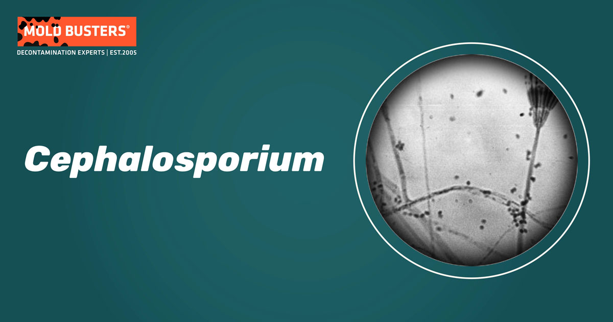 Cephalosporium Cephalosporium