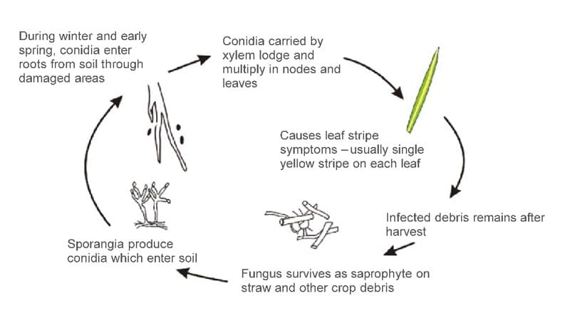 life cycle of cephalosporium