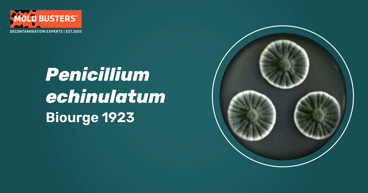 Penicillium echinulatum Penicillium echinulatum