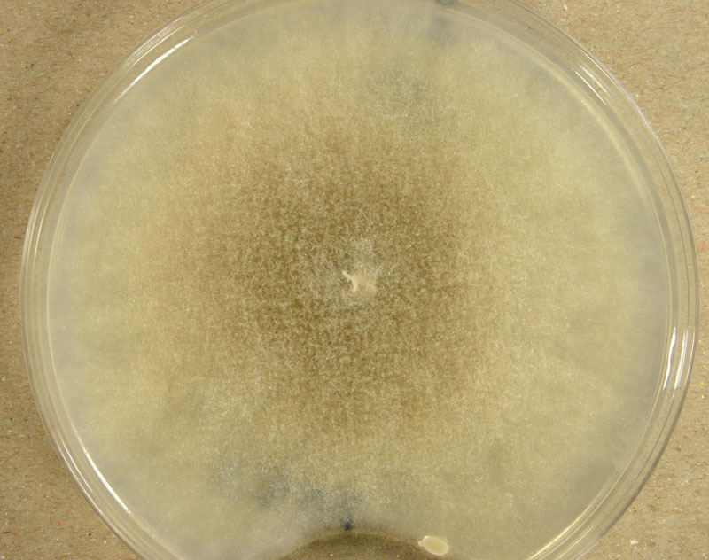 Colony of Mucor racemosus on potato dextrose agar