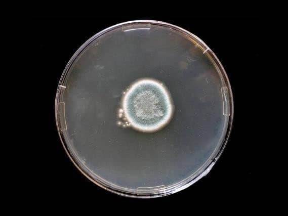 Colony of Penicillium roqueforti