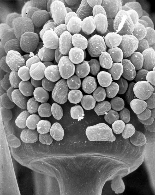 Rhizopus oligosporus sporangiospores