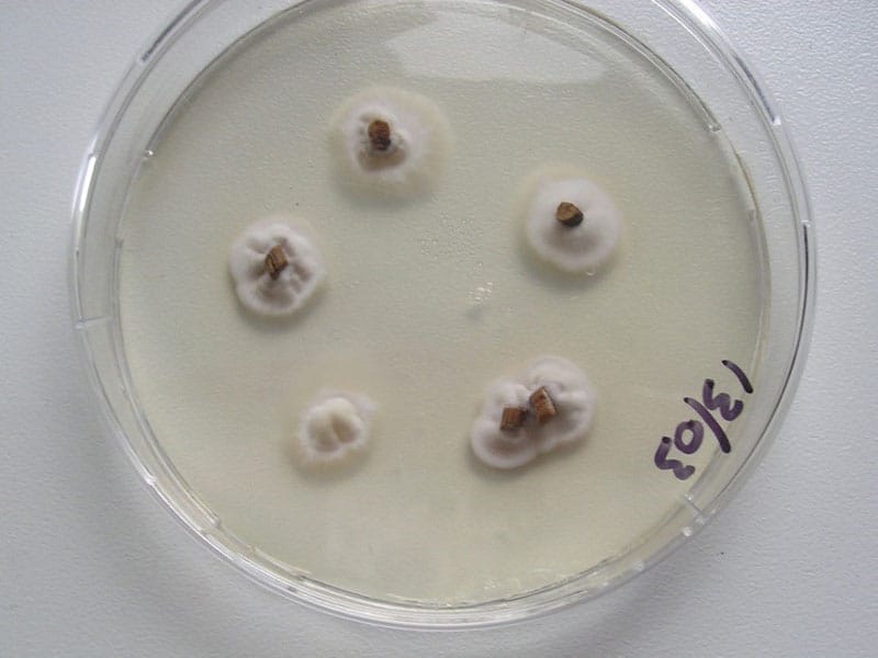 Sphacelia segetum on potato dextrose agar