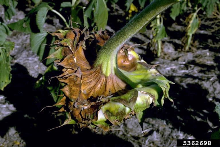 Symptoms of Rhizopus head rot of sunflower