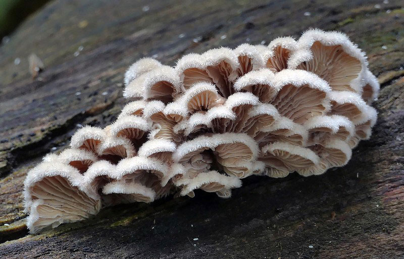 The cluster of fruiting bodies of Schizophyllum commune