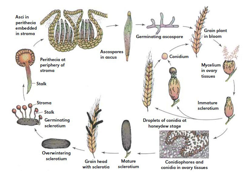 The life cycle of C purpurea