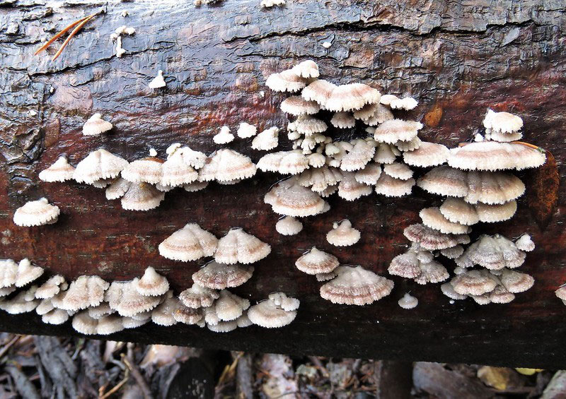 The tree trunk colonized by Schizophyllum commune