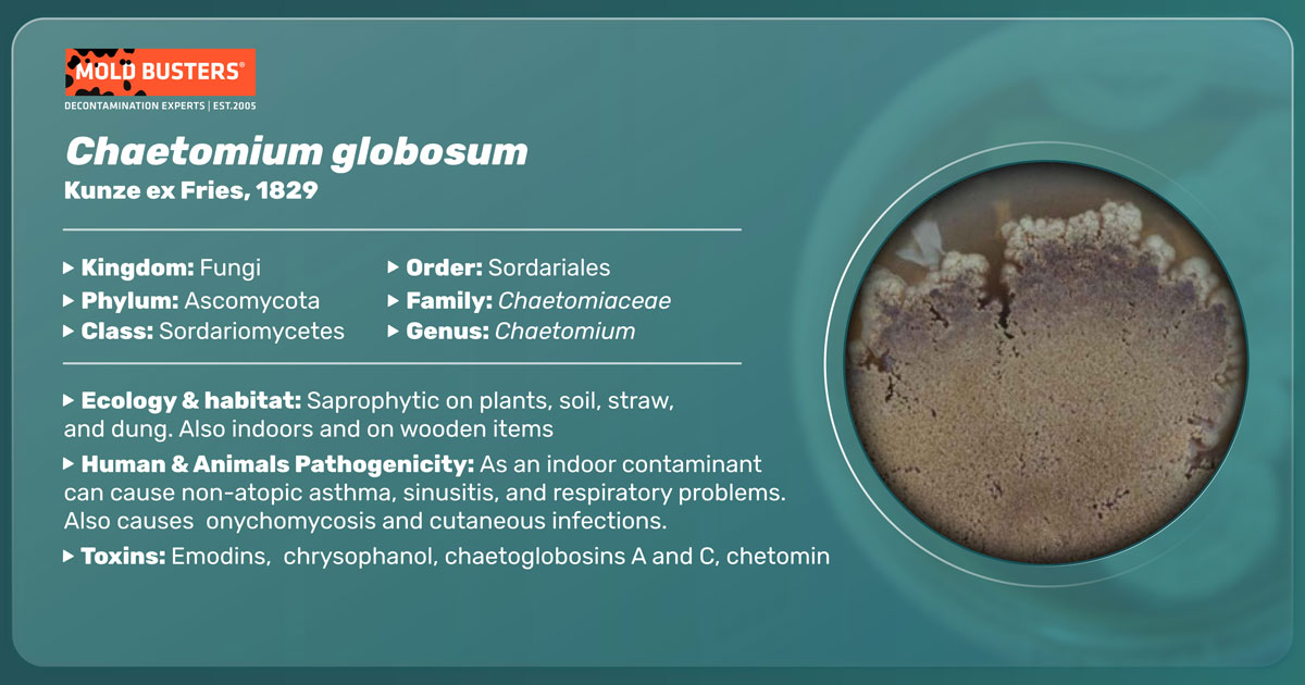 Chaetomium globosum Chaetomium globosum
