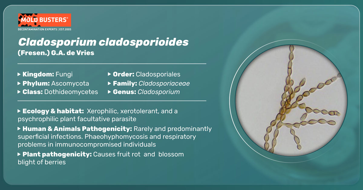 Cladosporium cladosporioides Cladosporium cladosporioides