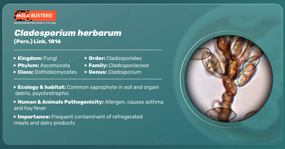 Cladosporium herbarum Cladosporium herbarum