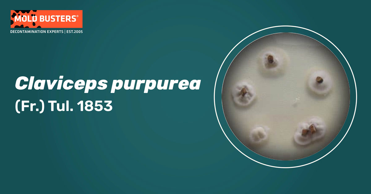 Claviceps purpurea Claviceps purpurea