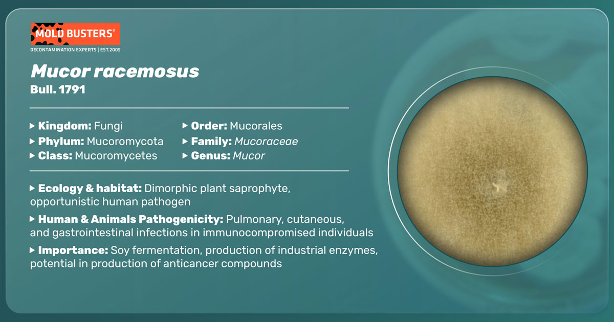 Mucor racemosus Mucor racemosus
