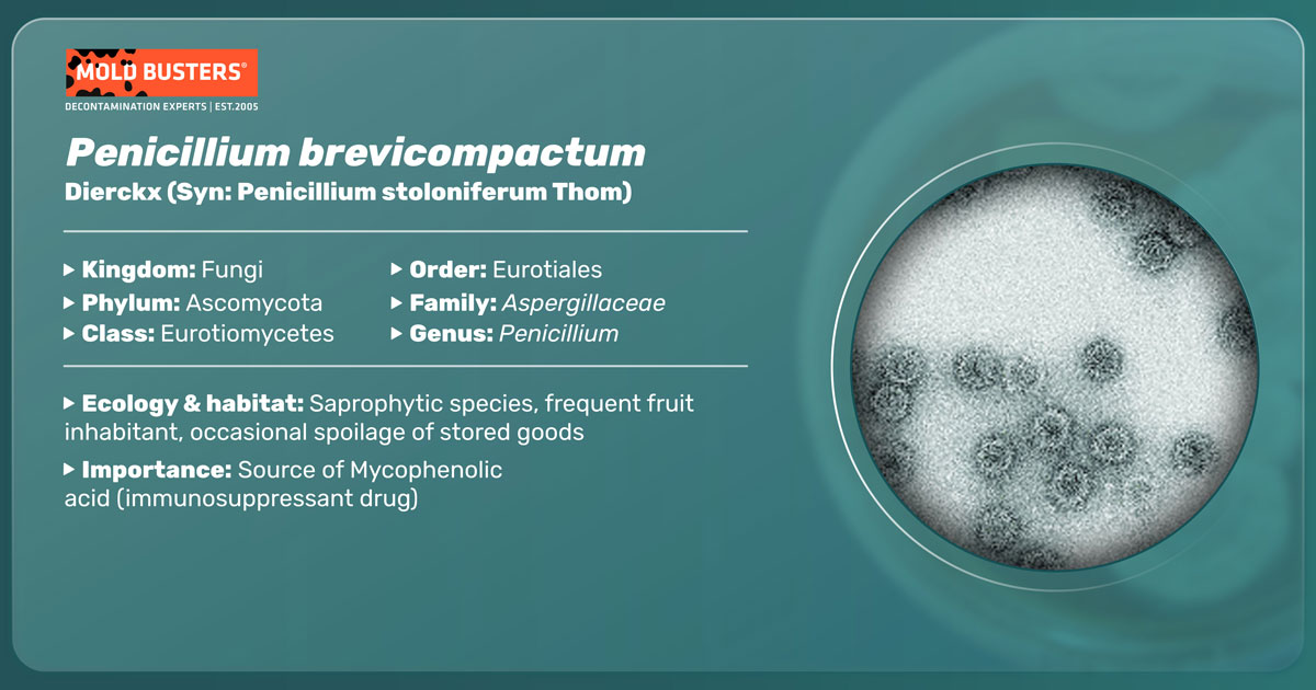 Penicillium brevicompactum Penicillium brevicompactum