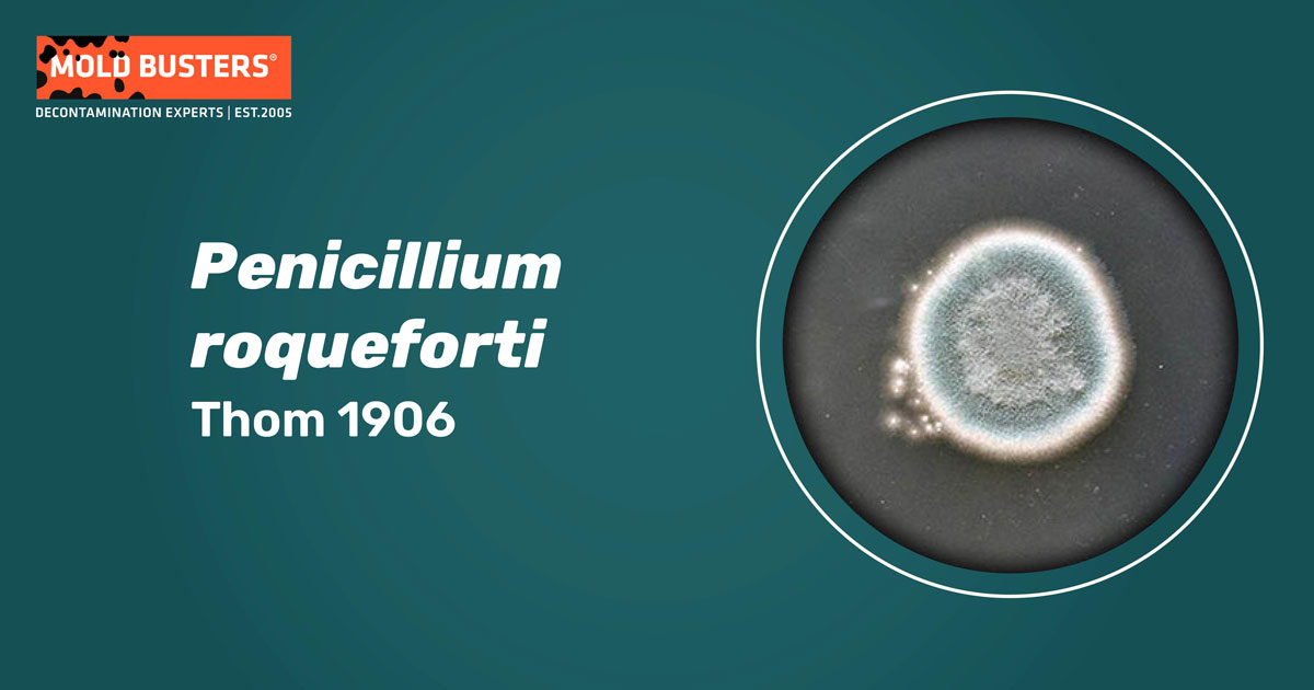 Penicillium roqueforti Penicillium roqueforti