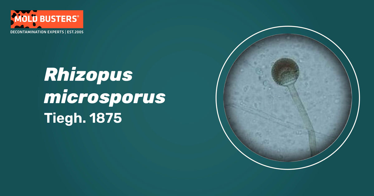 Rhizopus microsporus Rhizopus microsporus