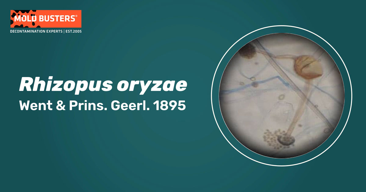 Rhizopus oryzae Rhizopus oryzae