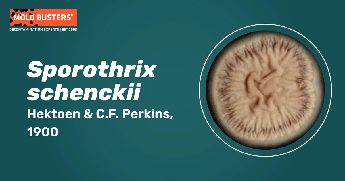 Sporothrix schenckii Sporothrix schenckii