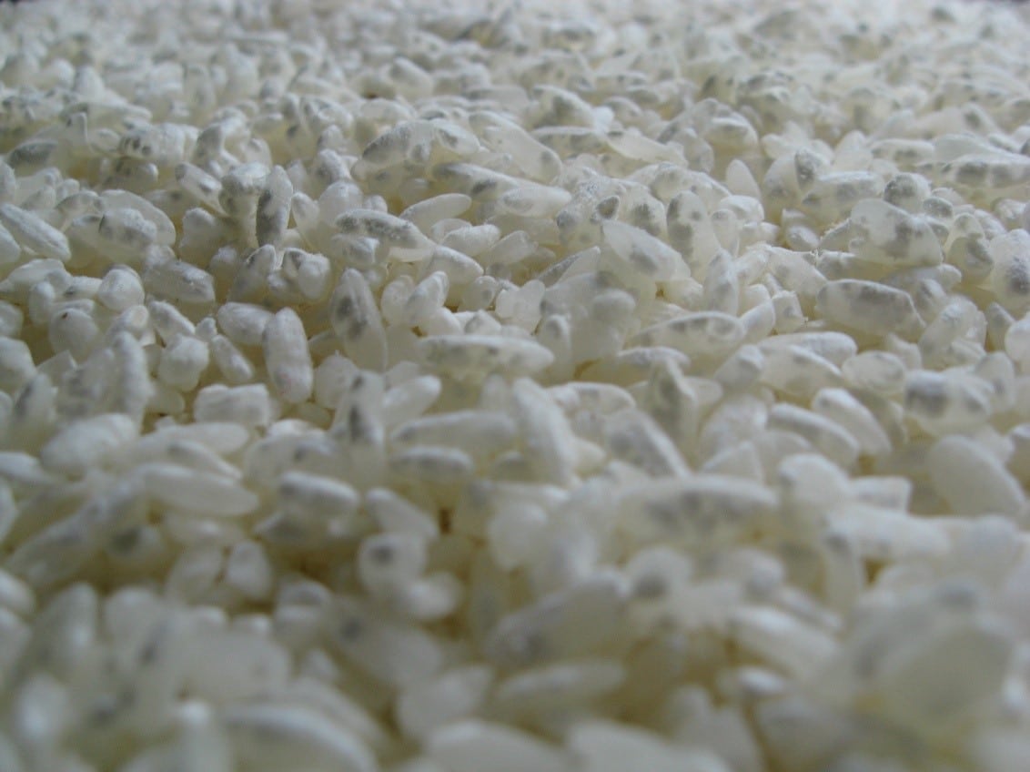 Aspergillus oryzae growing on rice
