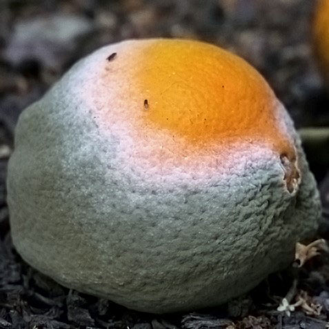 Green mold of citrus (Penicillium digitatum) colonizing a fallen orange
