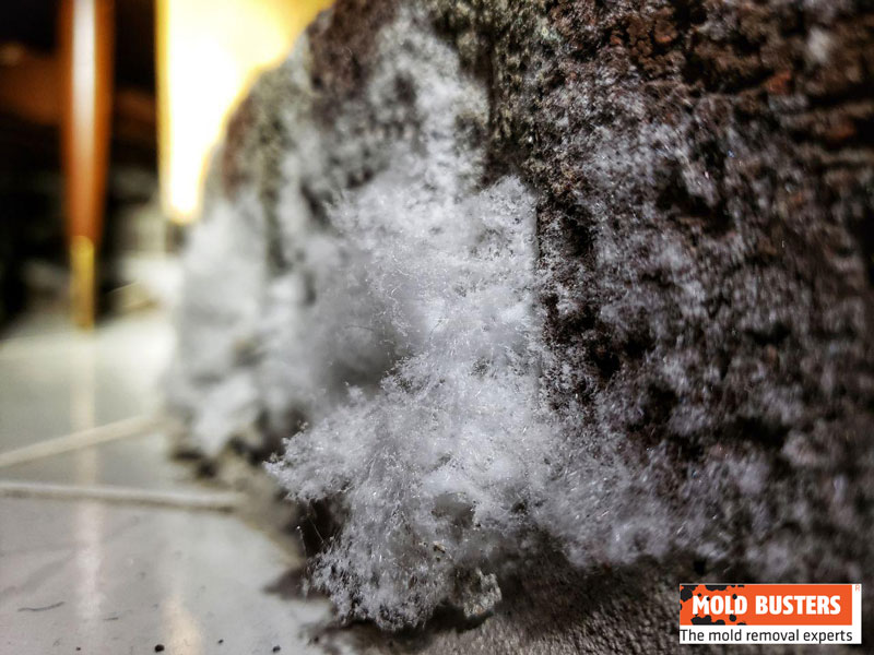 Mold or Efflorescence