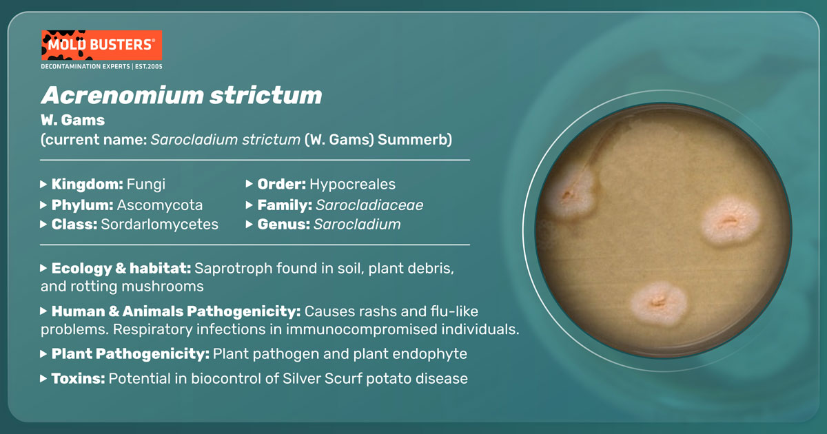 Acremonium strictum Acremonium strictum