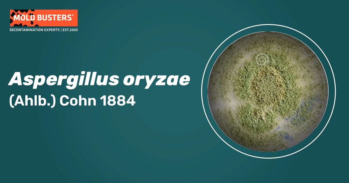 Aspergillus oryzae